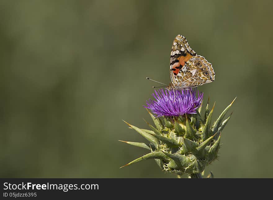 A butterfly is feeding on a thisle. A butterfly is feeding on a thisle