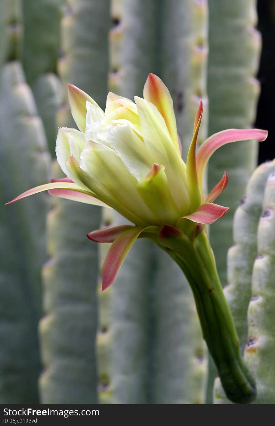 Pale White And Pink Cacti Flower. Pale White And Pink Cacti Flower