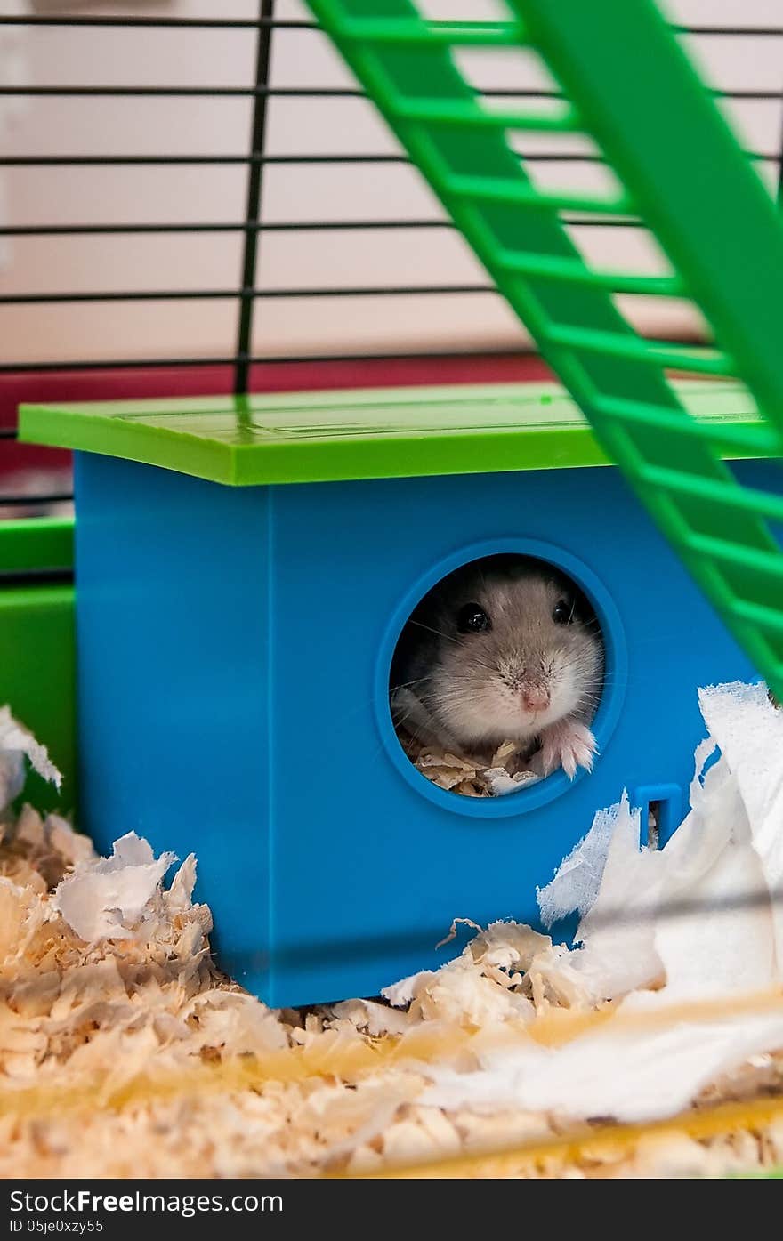 Hamster in small blue home