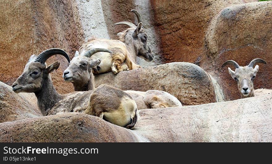 Group Of Female Desert Bighorn Sheep Sitting On Ledge