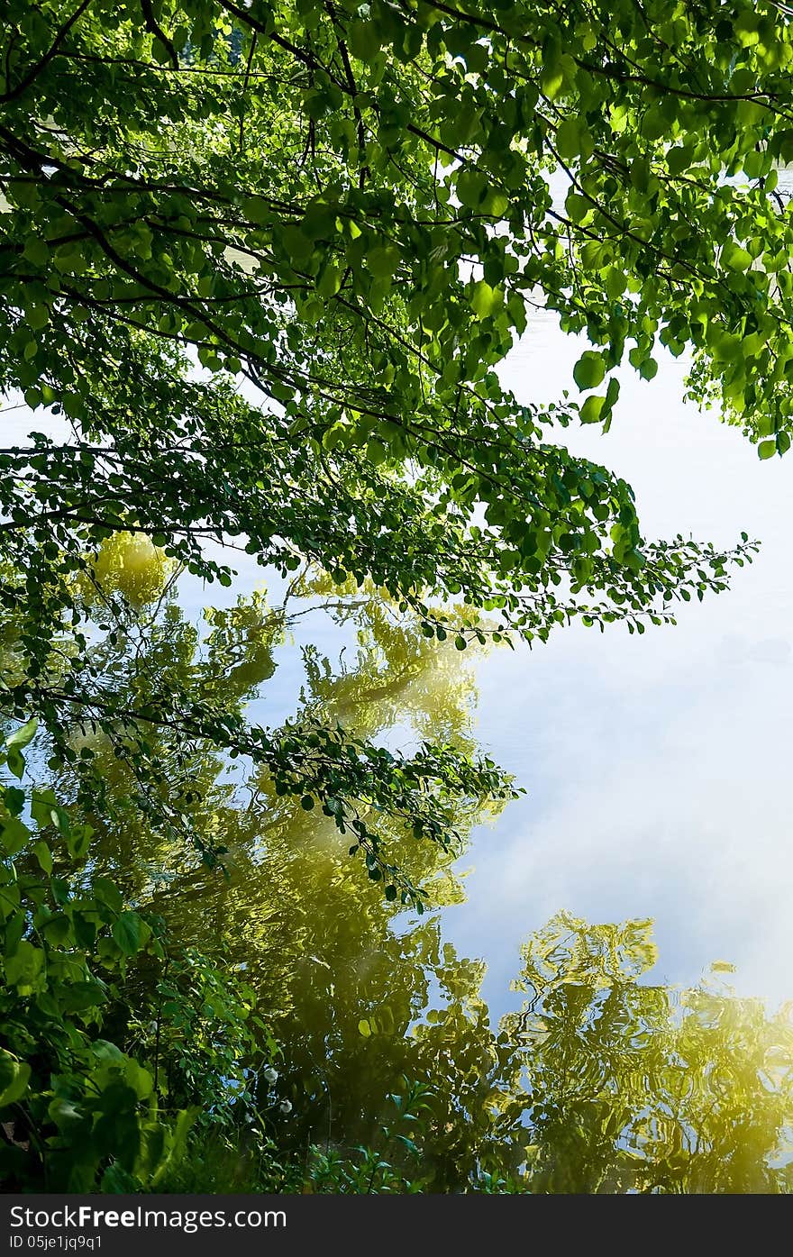 Branches near water in the sun