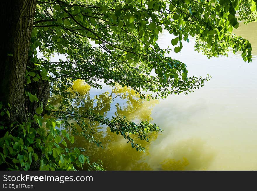 Branches near water