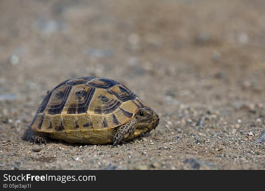 Mediterranean Spur-thighed Tortoise