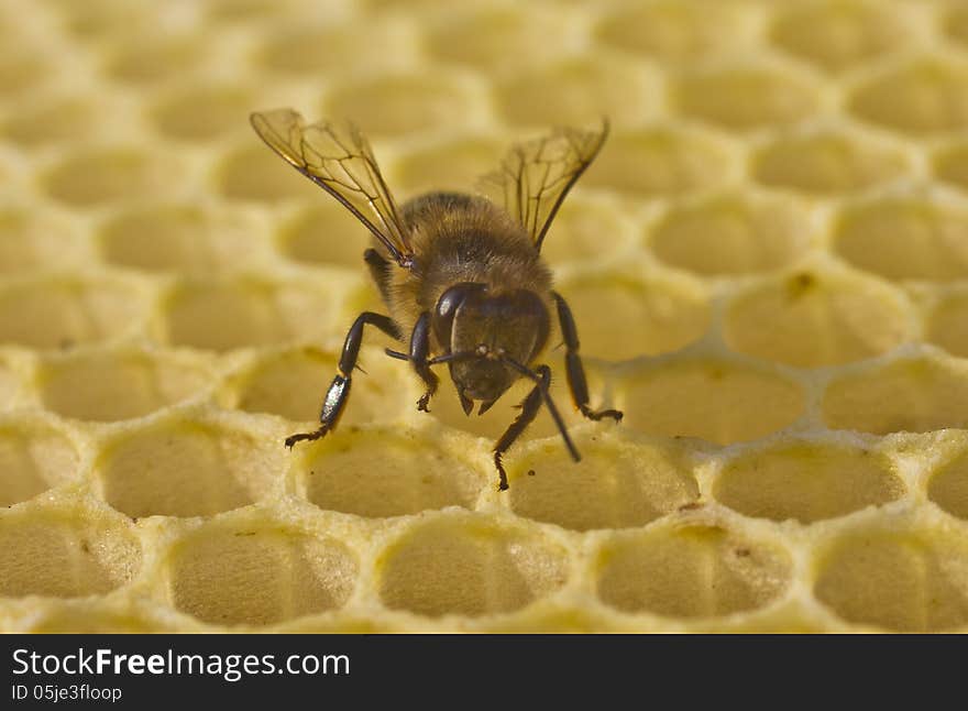 Cell measurements corresponds to size of larvae of bees future. Cell measurements corresponds to size of larvae of bees future