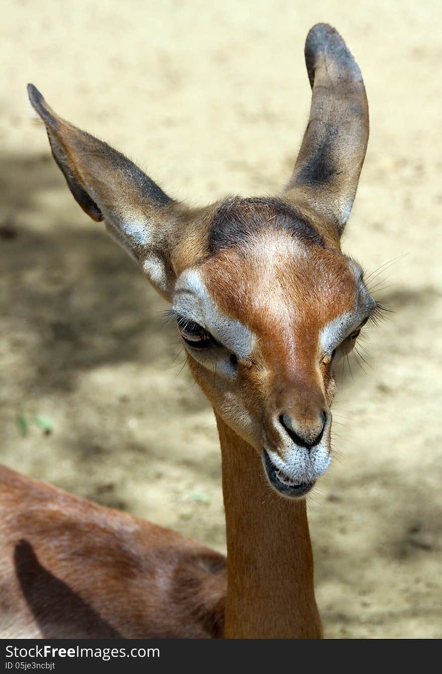 Close Up Detail Of Young Antelope Sitting. Close Up Detail Of Young Antelope Sitting