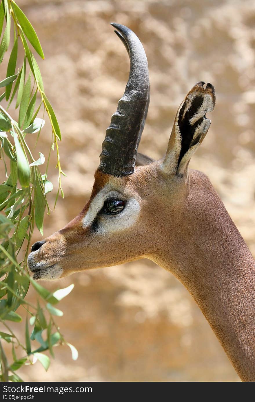 Gerenuk