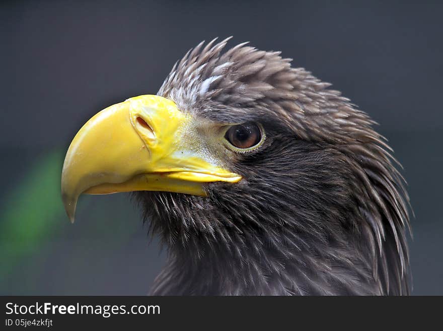 Close Up Detail Of Steller Sea Eagle Head