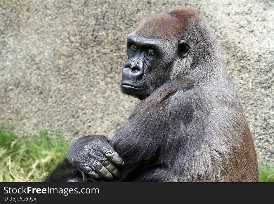 Female Lowland Gorilla Sitting With Pensive Look