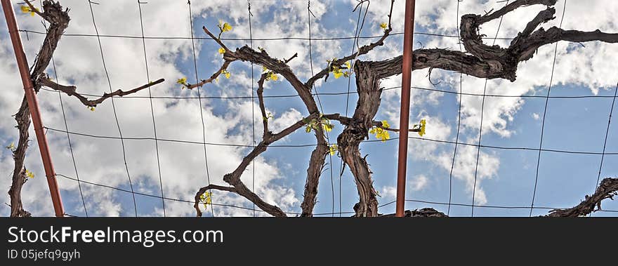 Vine Tree In The Sky