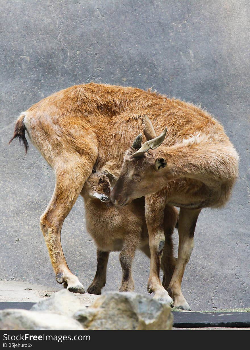 Tadjik Markhor Goat Monther And Kid Nursing