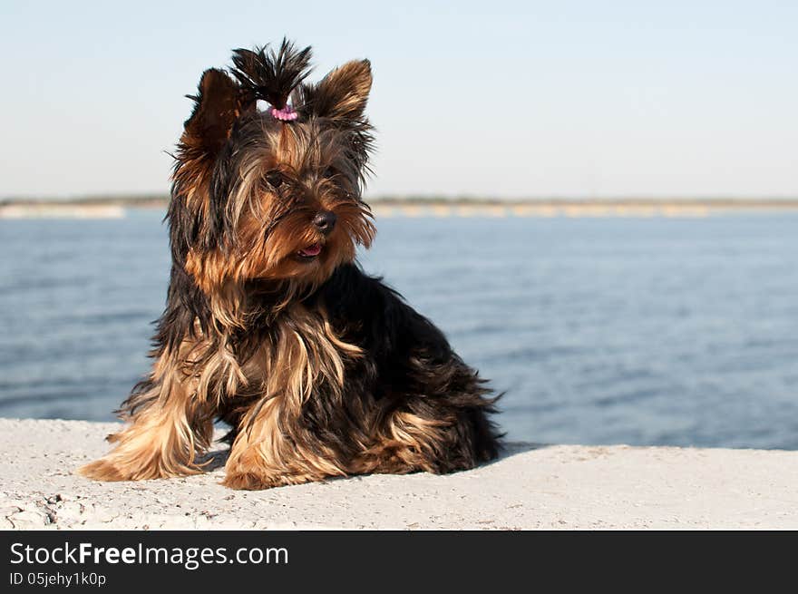 Yorkshire terrier puppy