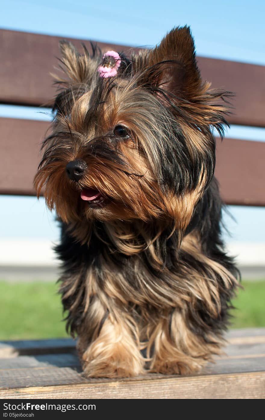 Yorkshire Terrier Puppy 2