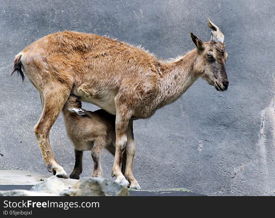 Tadjik Markhor Goat Monther And Kid Nursing