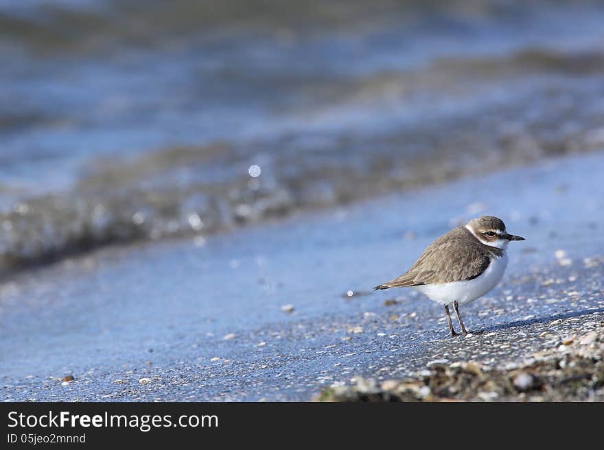 Kentish plover