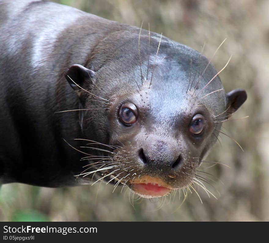 Close Up Detail Portrait Of Giant River Otter