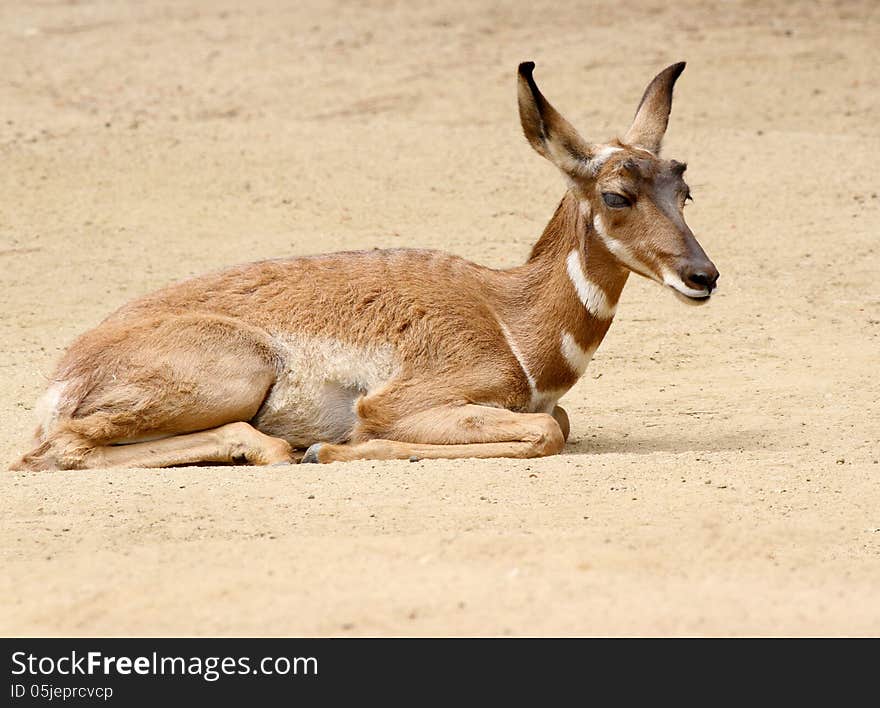 Young Pronghorn Laying On Tan Sand. Young Pronghorn Laying On Tan Sand