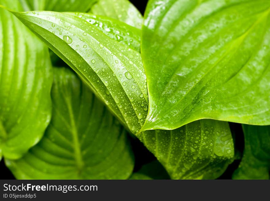 Leaf with Water Drops-spring