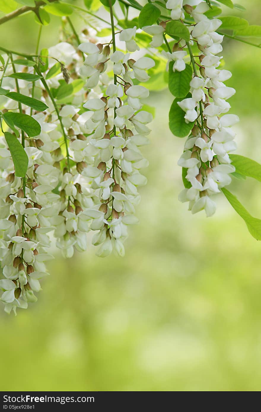 Branch Of White Acacia Flowers On Green