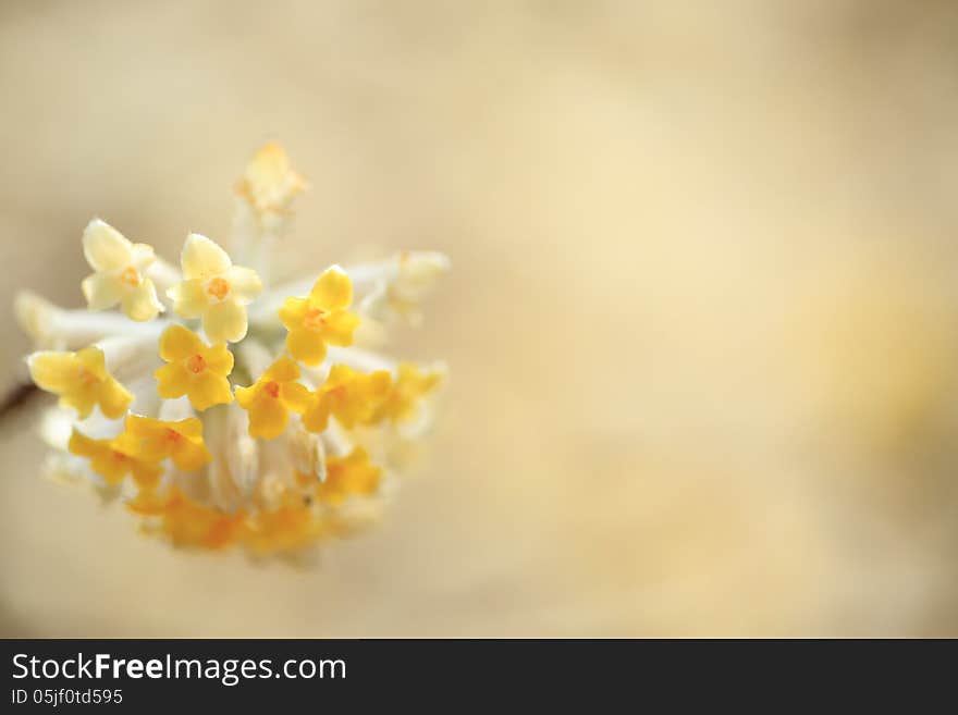 Oriental paperbush