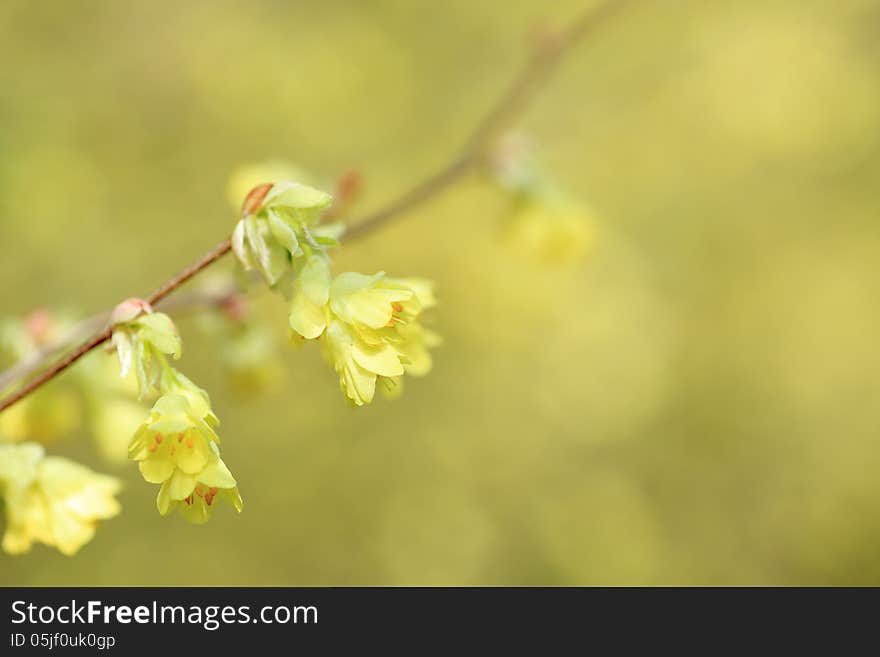 Photographed a light yellow flower in early spring. Photographed a light yellow flower in early spring.