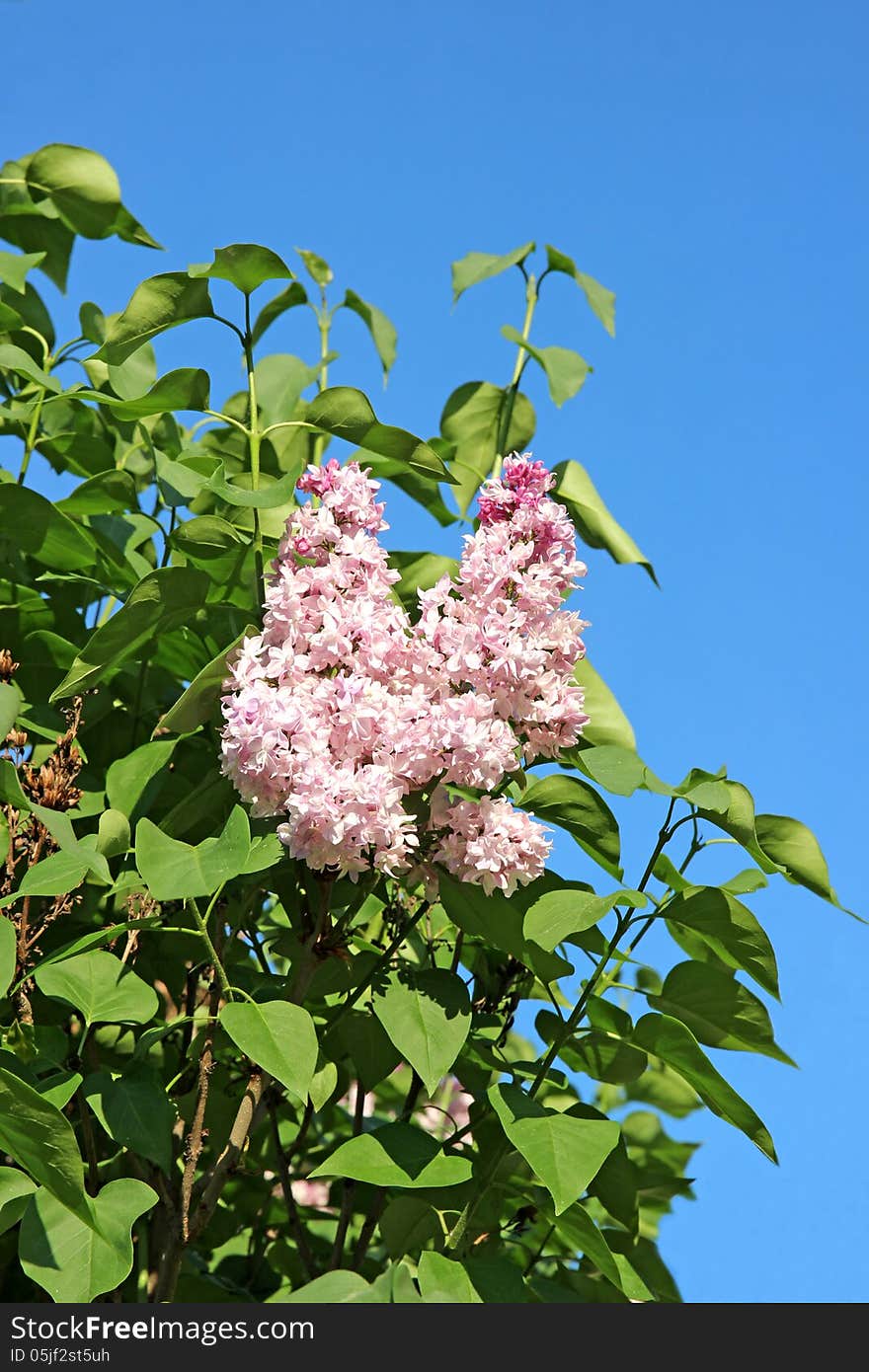 Blossoming Pink Lilac