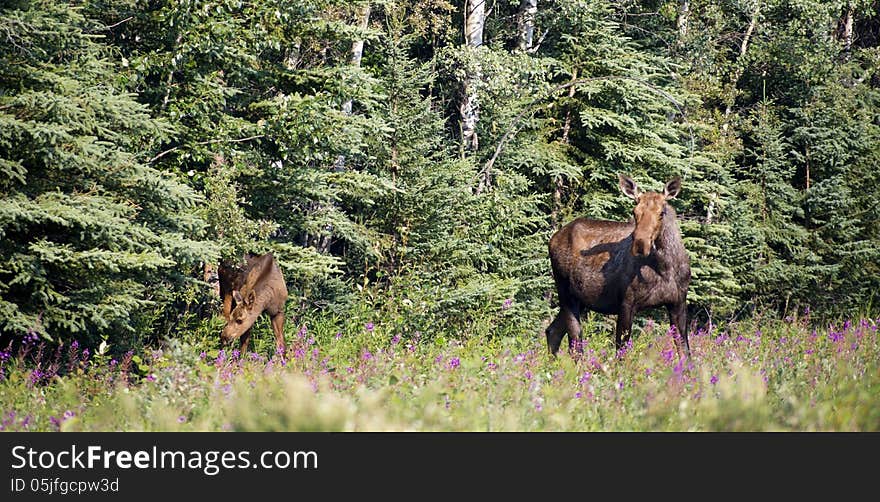 A large Alaskan Moose stands at the edge of the woods with baby calf. A large Alaskan Moose stands at the edge of the woods with baby calf