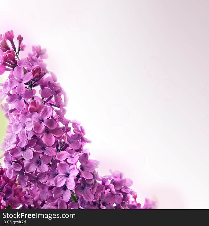 Lilac background