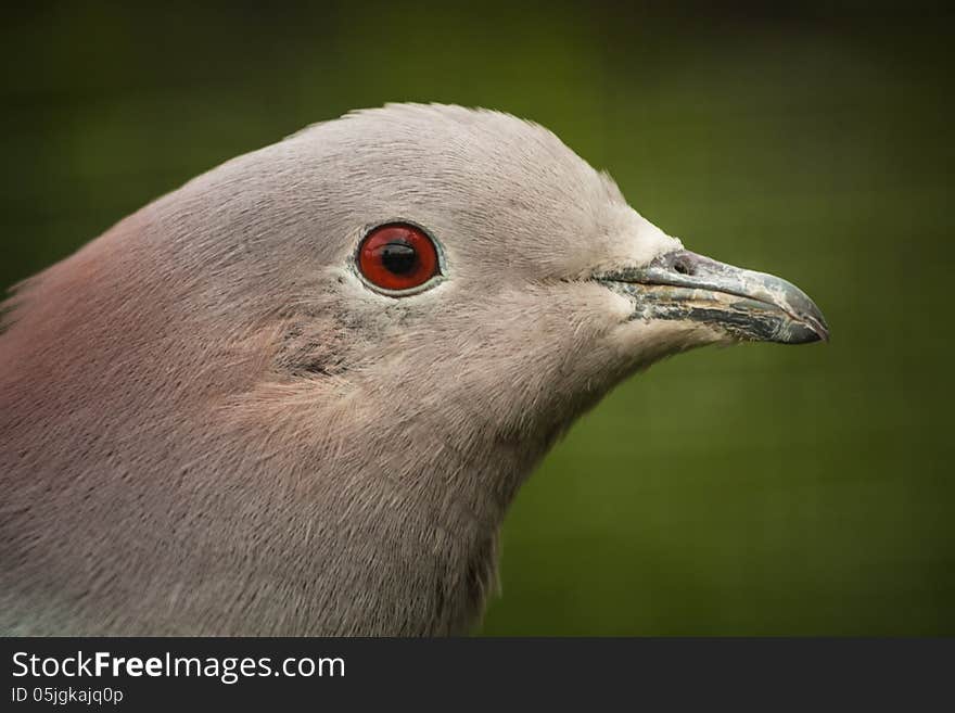 Pigeon in the town is very boring bird