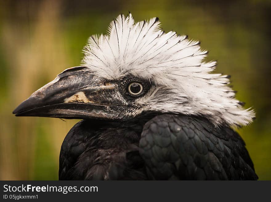 Portrait Hornbill from the zoo