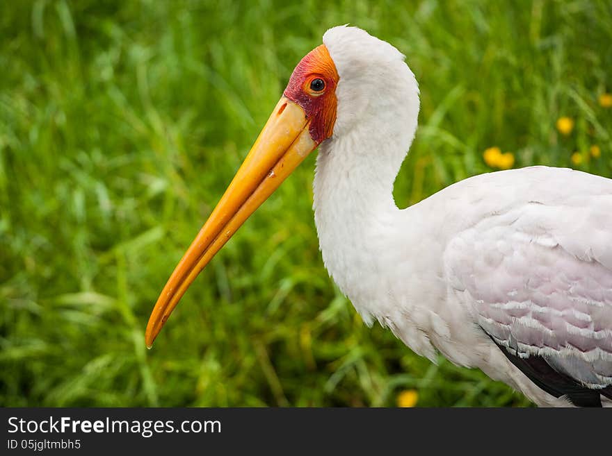 White bird from africa is beautiful