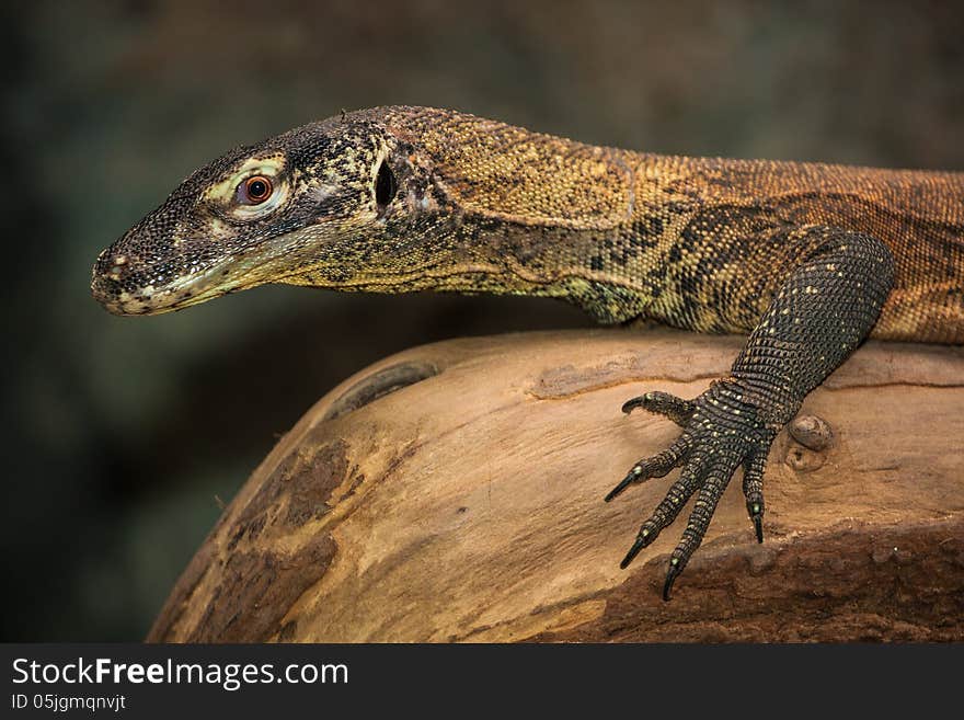 Iguana of lizard zoo is nice