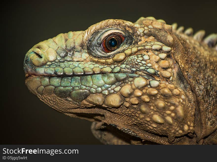 Portrait of a proper dragon lizard as