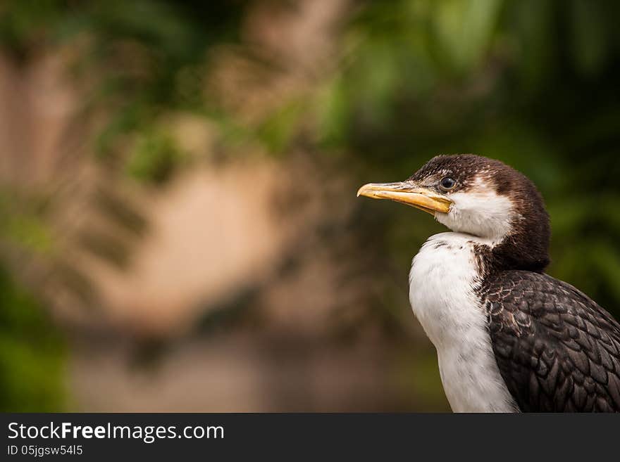 Cormorant is a small black and white bird