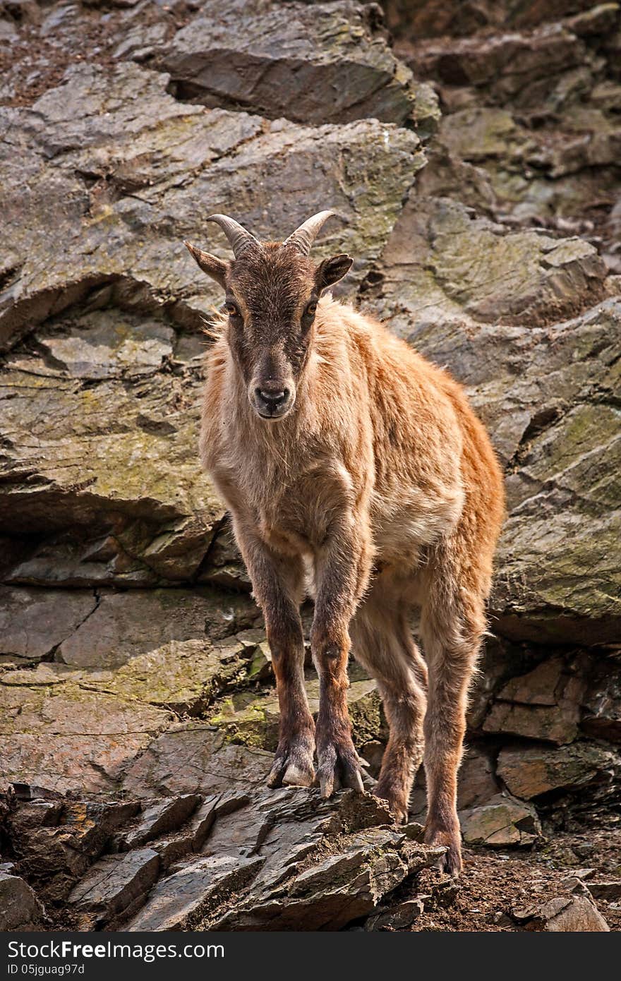 Goat Rock is equines from zoo