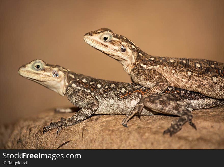 Two Iguana