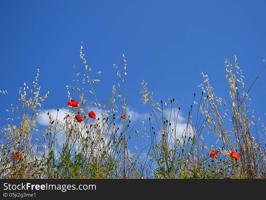 Red wild poppies and blue sky in a sunny day.