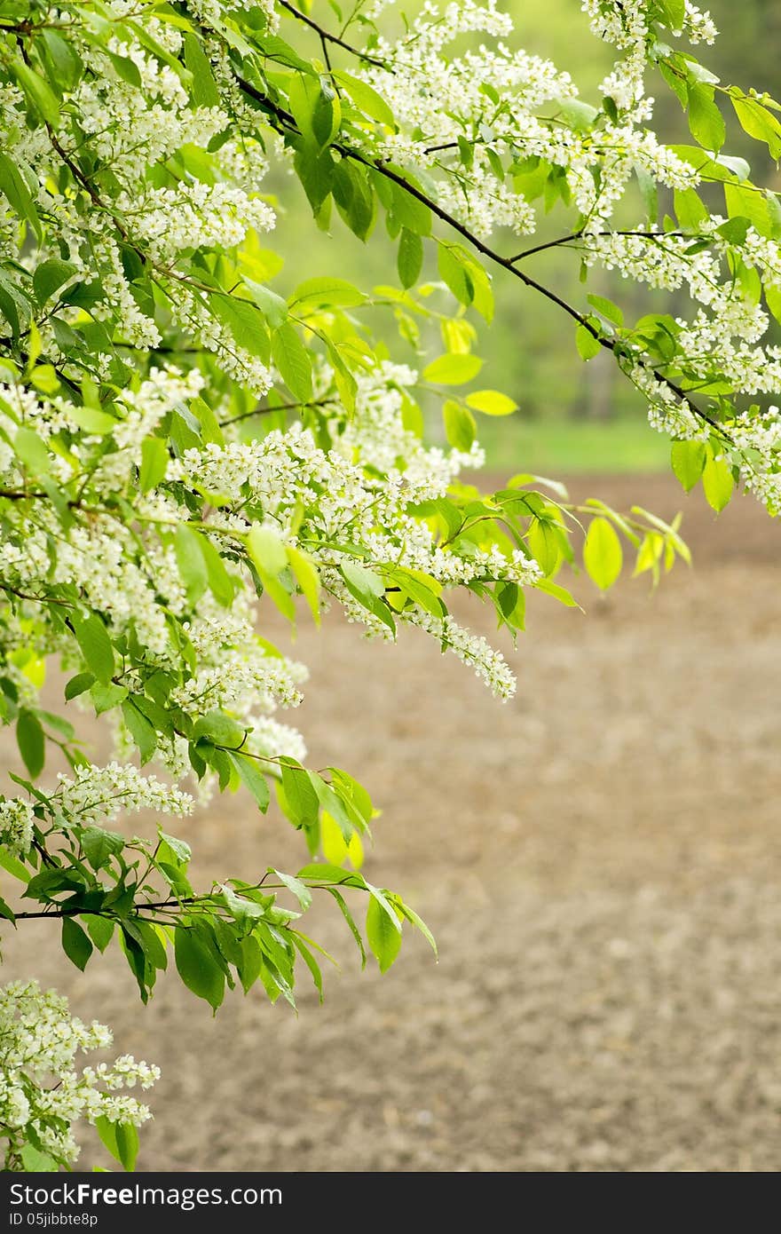 Rain wet flowering bird cherry tree with arable land in background