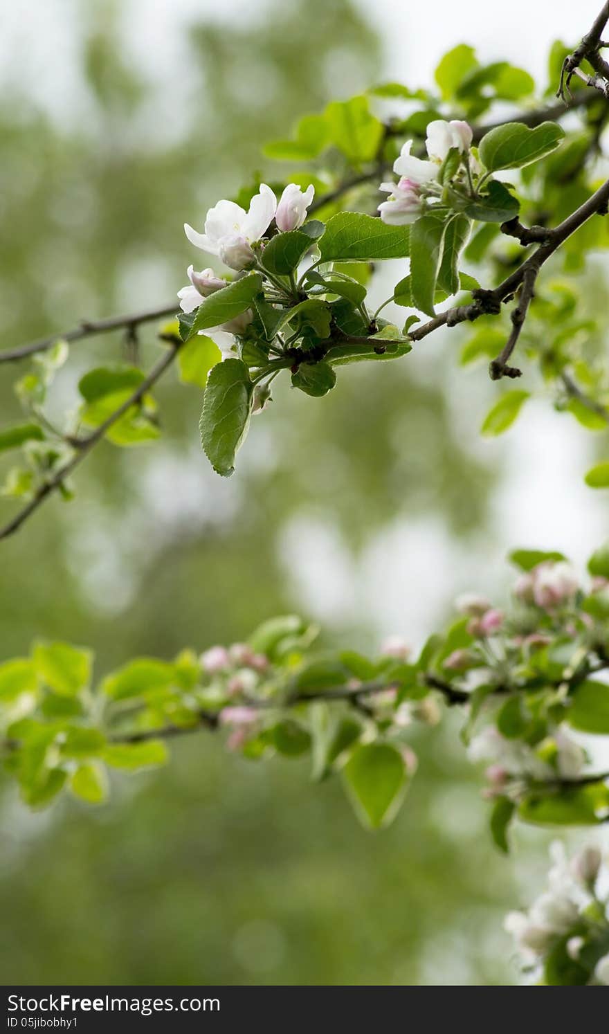 Apple tree blossom