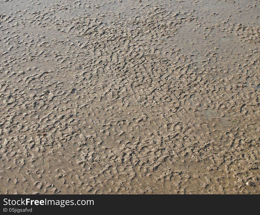 Mud of mangroves