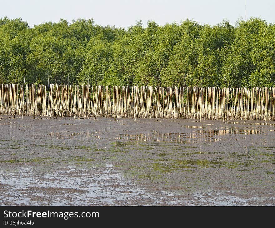 Mangrove shoreline