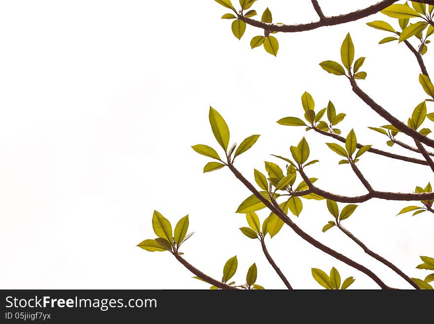 Background of Plumeria tree