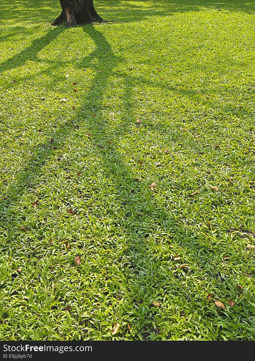 Shadow of tree spread on lawn in daytime. Shadow of tree spread on lawn in daytime