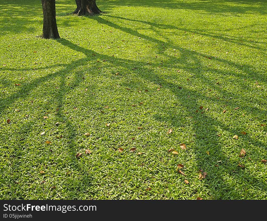 Image of line shadow tree on lawn