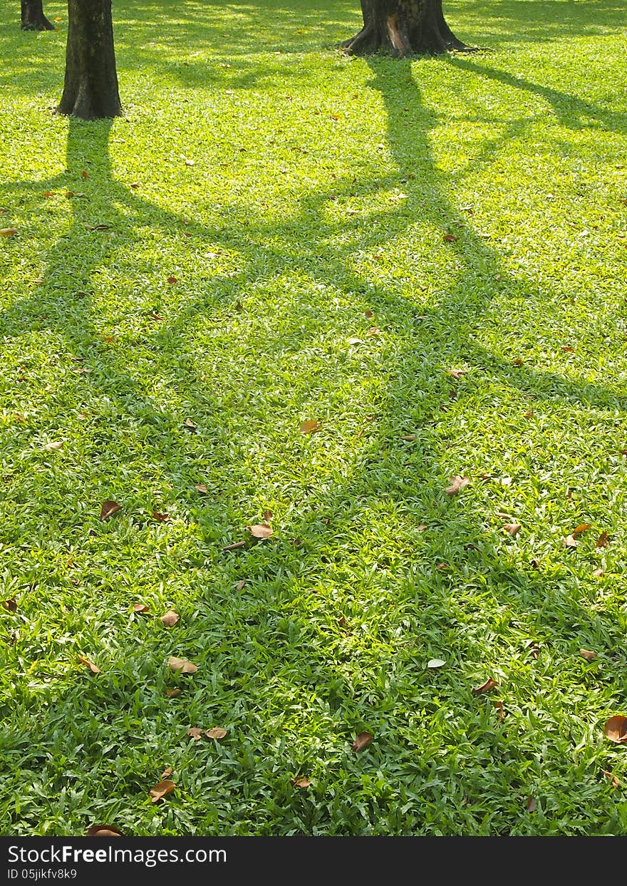 Shadow tree on lawn in park during the daytime. Shadow tree on lawn in park during the daytime