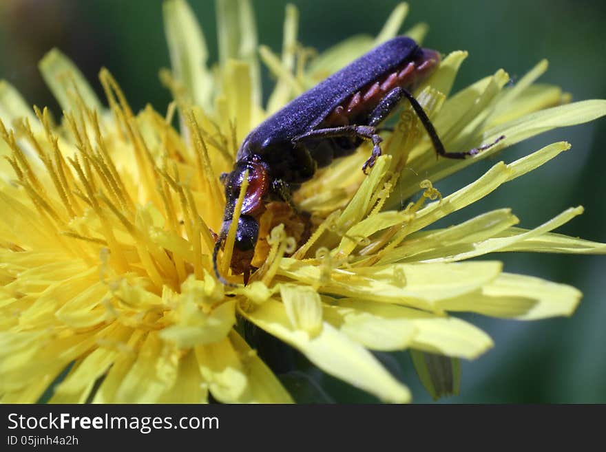 A bug on the dandelion flower macro photo. A bug on the dandelion flower macro photo