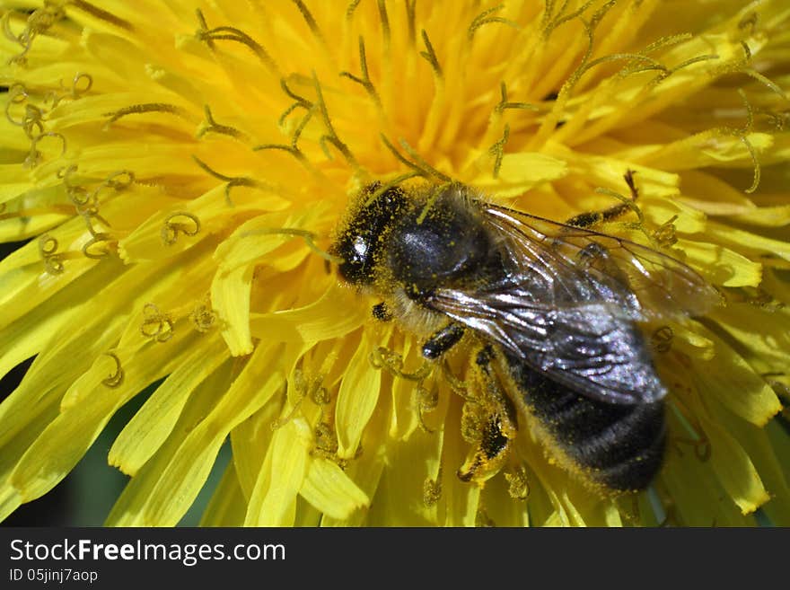 A bee picking up nectar on the dandelion macro photo