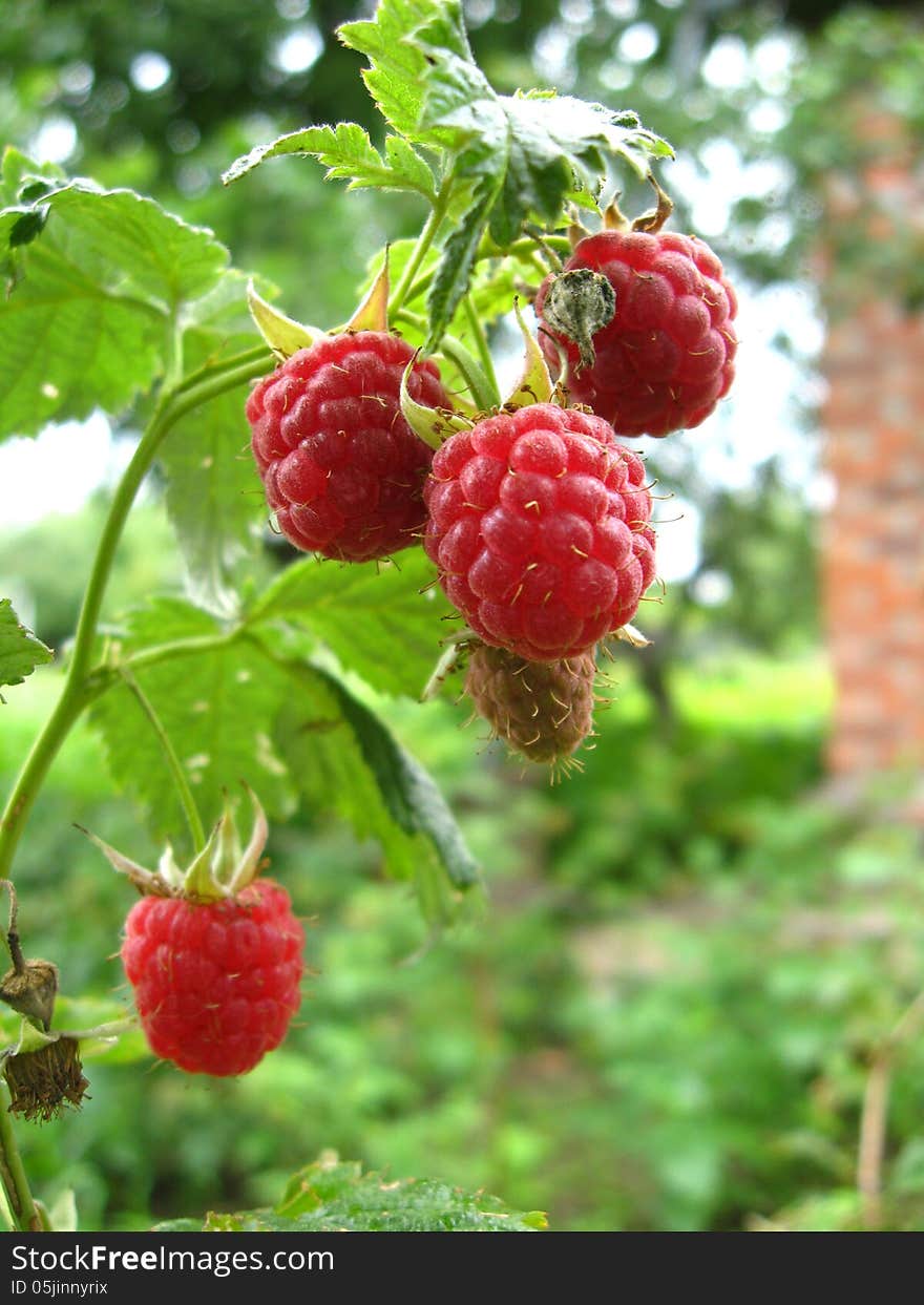 Red Berries Of Raspberry