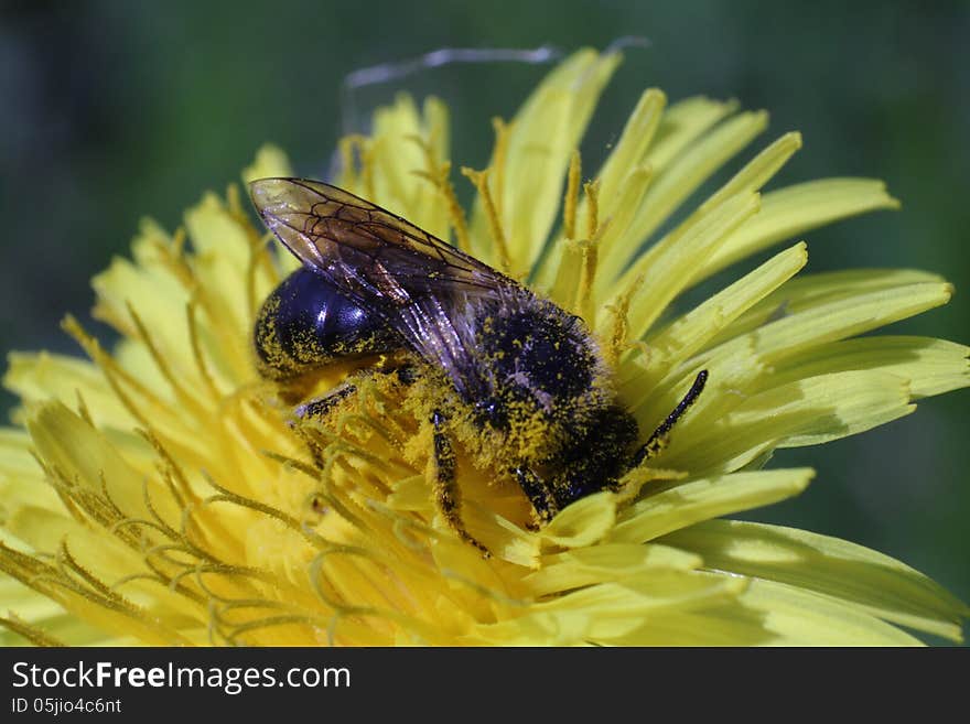 A bee picking up nectar on the dandelion flower macro photo