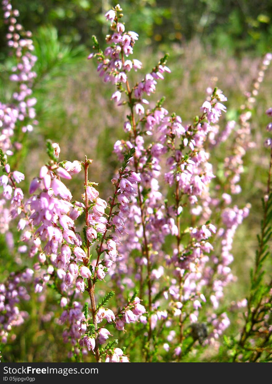 Image of the beautiful pink meadow flowers