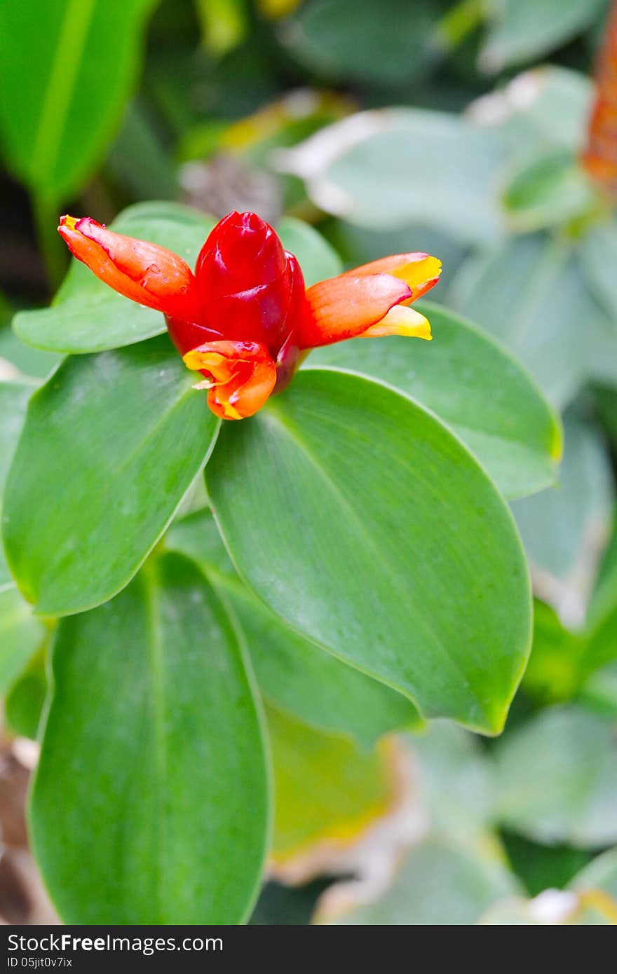 Cane red the seasonal of flower in the garden